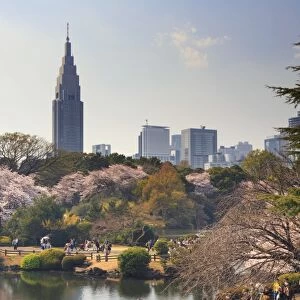 Japan, Tokyo, Shinjuku Gyoen National Garden, Cherry Trees in full bloom