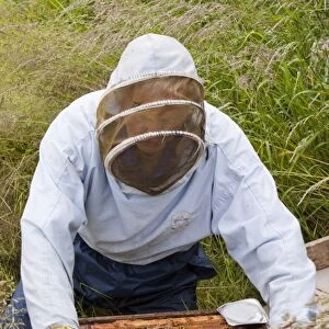 Bill Mackereth, a beekeeper from Cockermouth, Cumbria, UK, checks his hives for signs of Varoa mite damage. The Varoa mite is a parasite of honeybees that has increased hugely in recent years as a result of milder winters caused by climate change