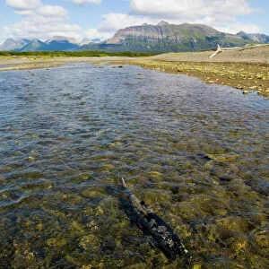 Chum Salmon swimming up coastal creek Katmai Alaska North America