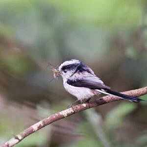 Long-tailed Tit Aegithalos caudatus with food for nest Norfolk April