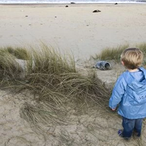 Young boy looking at Grey Seal pup on Norfolk beach autumn