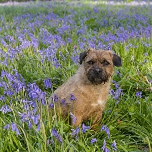Domestic Dog, Border Terrier, adult, sitting in Bluebell (Endymion non-scriptus) flowering mass in deciduous woodland