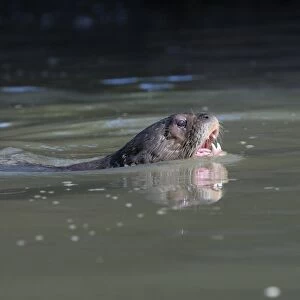 Giant Otter (Pteronura brasiliensis) adult, with mouth open, swimming at surface of water, Rupununi, Guyana