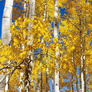 Aspen trees in autumn turning goldin Snowmass