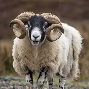 Scotland. Scottish black-faced sheep close-up