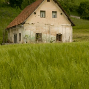 SLOVENIA-Dolenjska-Dolni Kot: Wheat Farm & Terraced Vineyards