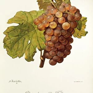 Chasselas Rose de Falloux grape, illustration by A. Kreyder