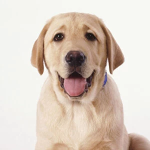 Headshot of a cream coloured Labrador puppy (Canis familiaris) facing forward with mouth open