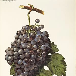 Mission grape, illustration by A. Kreyder