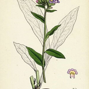 Pulmonaria Angustifolia, Narrow-leaved Lungwort