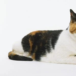A white, brown and black tortoiseshell Cat (Felis catus) lying down with its paws out front, side view