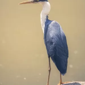 Wild pied heron (Ardea picata) perched on log with blurred water in background