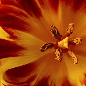 Blossom of a tulip, close-up