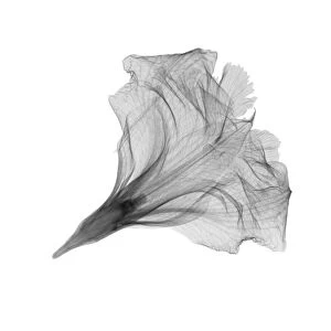 Dried dendrobium flower, X-ray