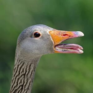 Greylag or Graylag goose -Anser anser-, portrait, Camargue, France, Europe