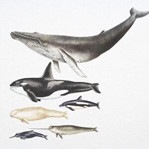 Humpback Whale, Killer Whale, Beluga, Pacific White-Sided Dolphin, Ganges River Dolphin and Narwhal