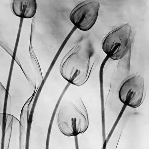 X-Ray Tulips On White
