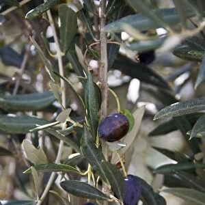 Olives ripening on trees in southern Cyprus credit: Marie-Louise Avery / thePictureKitchen