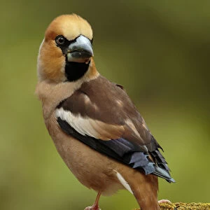 Hawfinch on beautifull pearch, Coccothraustes coccothraustes, Netherlands