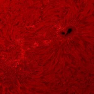 H-alpha Sun in red with sunspot