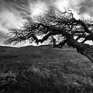 The witch's tree