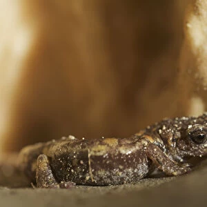 Apennines / Italian cave salamander (Speleomantes italicus) San Marino, May 2009