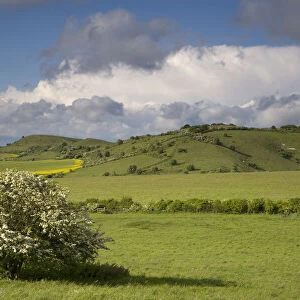 Clouds over Chiltern downland and flowering Hawthorn, Ivinghoe Hills, Buckinghamshire, UK