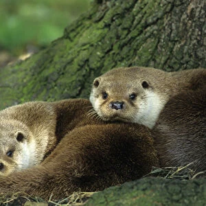 Two European river otters {Lutra lutra} huddled together by tree trunk, captive, Norfolk