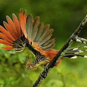 Hoatzin (Opisthocomus hoazin) perched on branch, flapping its wings, above Anangu creek, Yasuni National Park, Francisco de Orellana Province, Ecuador