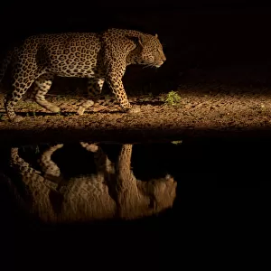 Leopard (Panthera pardus) walking beside waterhole, reflected in the water at dusk