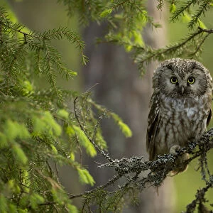 Tengmalm Owl (Aegolius funereus) perched on a branch, Finland