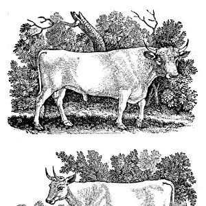 British Wild or Park Cattle, 1790. Artist: Thomas Bewick