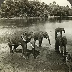 Elephants, Sri Lanka (Ceylon). Artist: Underwood & Underwood