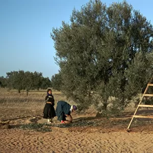 Picking olives in Tunisia