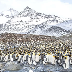 Rookery of king penguins with snowy sheathbills on the shores of South Georgia Island, Antarctica