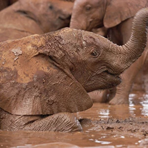 African Elephant (Loxodonta africana) orphans squirting mud in mud bath, David Sheldrick