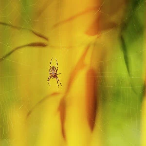 European Garden Spider (Araneus diadematus) in its web against a backdrop of bamboo leaves, The Netherlands