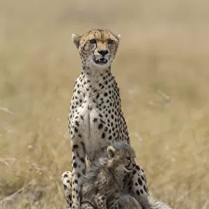 Female Cheetah (Acinonyx jubatus) and her two cubs on the lookout, Kenya, Narok County