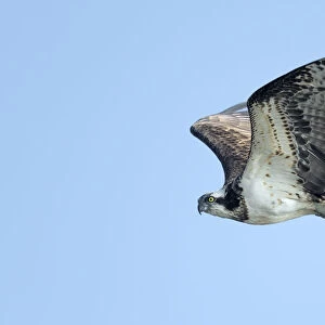 Osprey (Pandion Haliaetus) flying by against a blue sky and looking at camera, IJssel