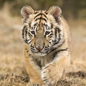 Siberian Tiger (Panthera Tigris Altaica) cub learning to stalk through the grass, USA