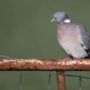 Wood Pigeon (Columba palumbus) perched on a fence, polder Arkemheen, The Netherlands