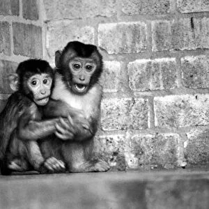 Baby pig-tailed monkeys January 1975 75-00240-005