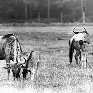 A small herd of Wildebeest at Lambton Pleasure Park in September 1977