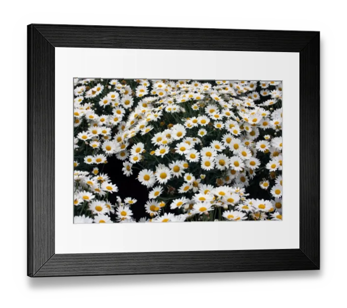 Framed Print : Daisy. For commercial use please contact Photoslot at Framed Print : Daisy. For commercial use please contact Photoslot at