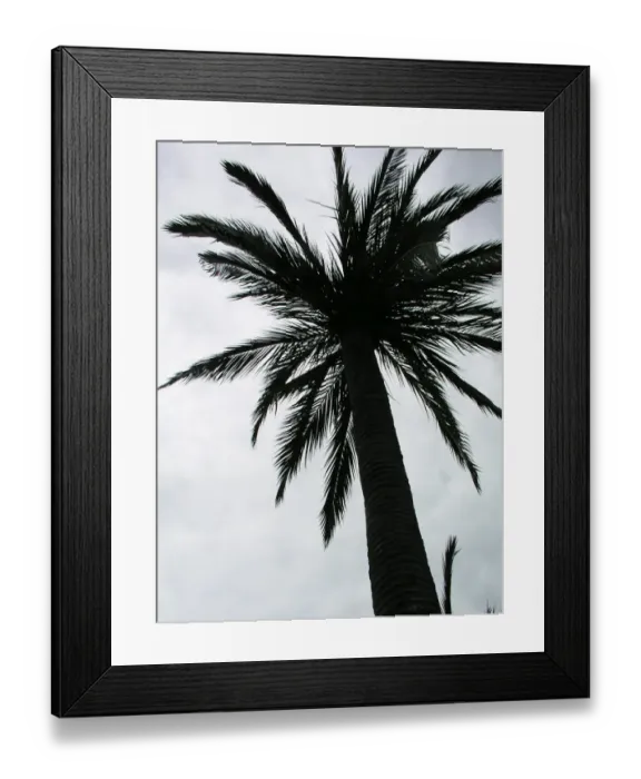 Framed Print : Palm tree. For commercial use please contact Photoslot at Framed Print : Palm tree. For commercial use please contact Photoslot at