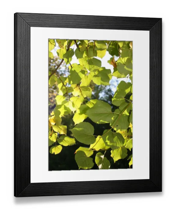 Framed Print : Leaves. For commercial use please contact Photoslot at Framed Print : Leaves. For commercial use please contact Photoslot at