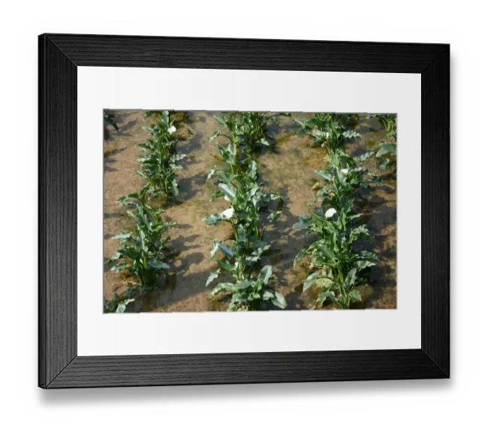 Framed Print : Calla Lily Plantation, Yangmingshan National Park, Taiwan Framed Print : Calla Lily Plantation, Yangmingshan National Park, Taiwan