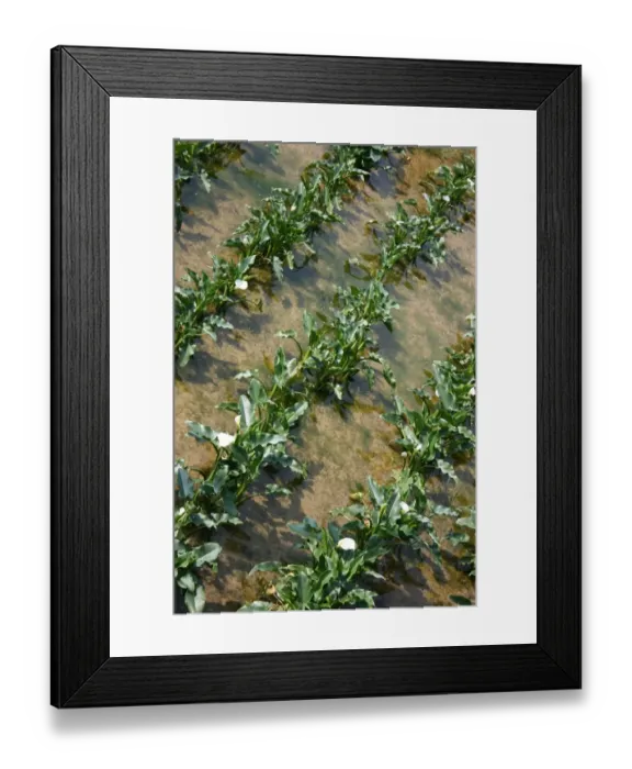 Framed Print : Calla Lily Plantation, Yangmingshan National Park, Taiwan Framed Print : Calla Lily Plantation, Yangmingshan National Park, Taiwan