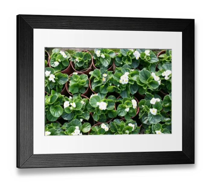 Framed Print : Begonias growing at Taipei City Government Nursery, Taiwan