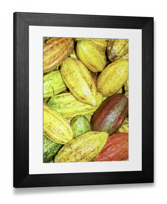 Framed Print : Cocoa pods Framed Print : Cocoa pods